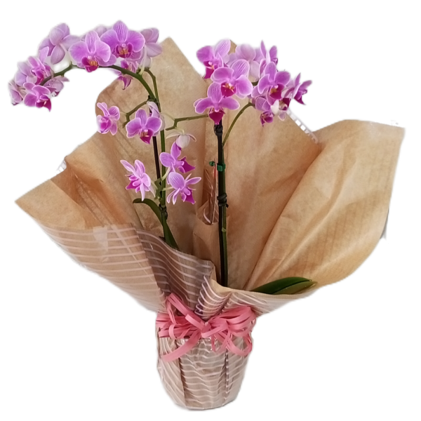 Mini Orquídea Especial Mães 2026 (Promoção!!)